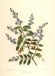 Golden Dewdrop, Pigeon Berry or Skyflower, Duranta Erecta